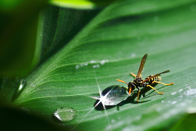 Manifesting Desires